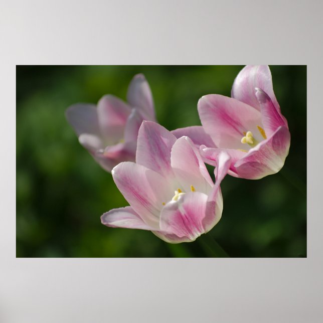 Poster trois tulipes roses (Devant)