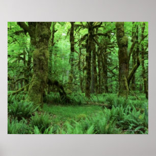 Poster Troncs et fougères d'arbre sur le plancher de