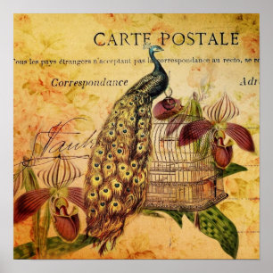 Poster tropical botanical orchid modern vintage peacock