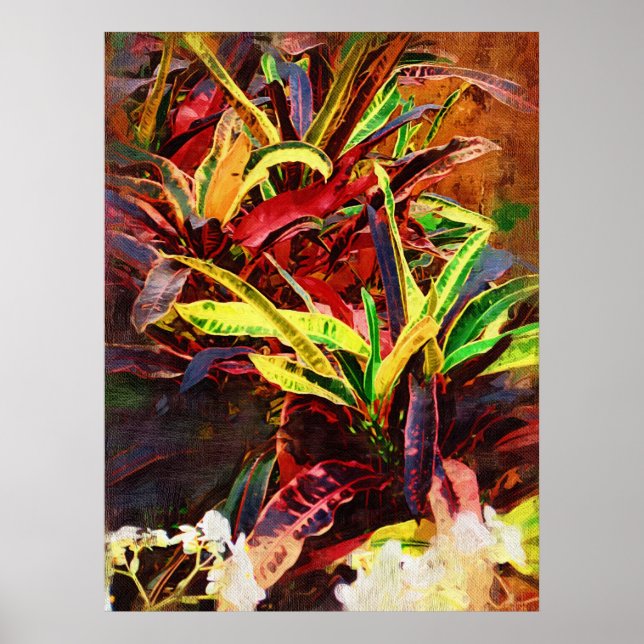Poster Tropical codiaeum - Croton (Devant)