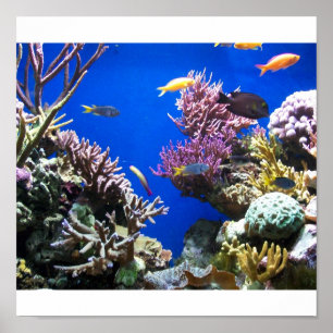 Poster Tropical Fish