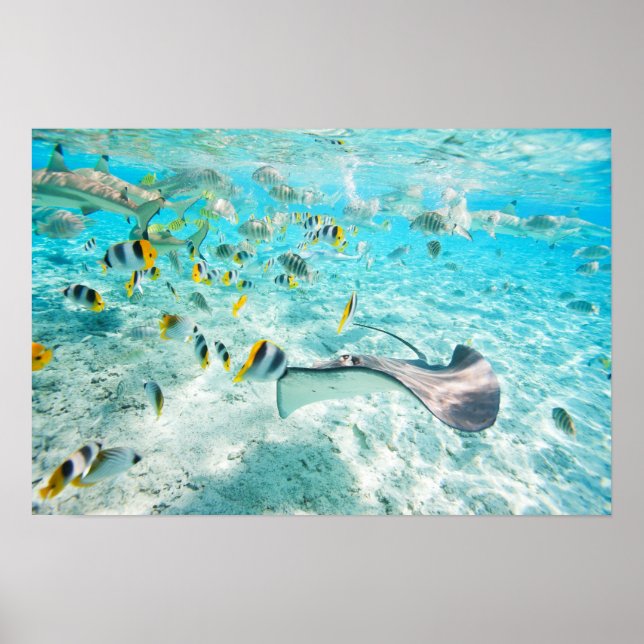 Poster Tropical fishes (Devant)