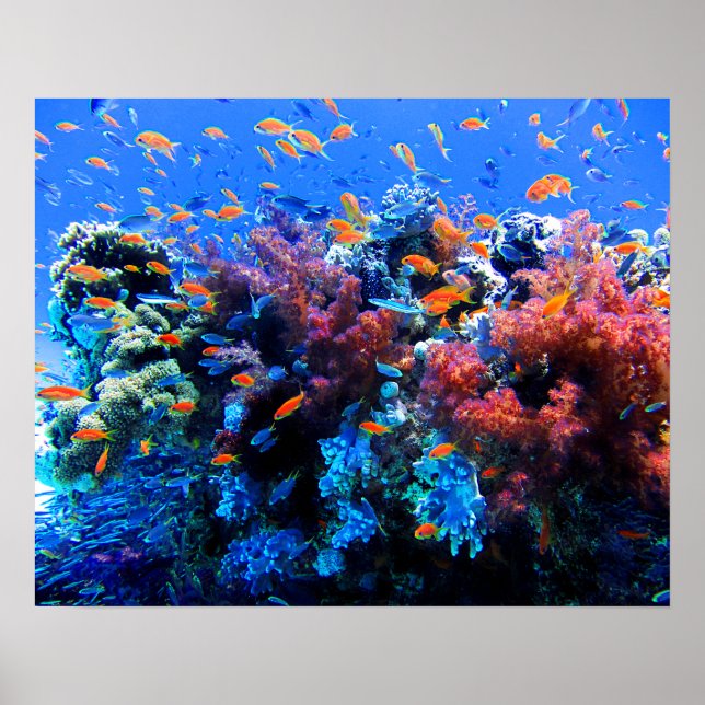 Poster Tropical Underwater Ecosystem (Devant)
