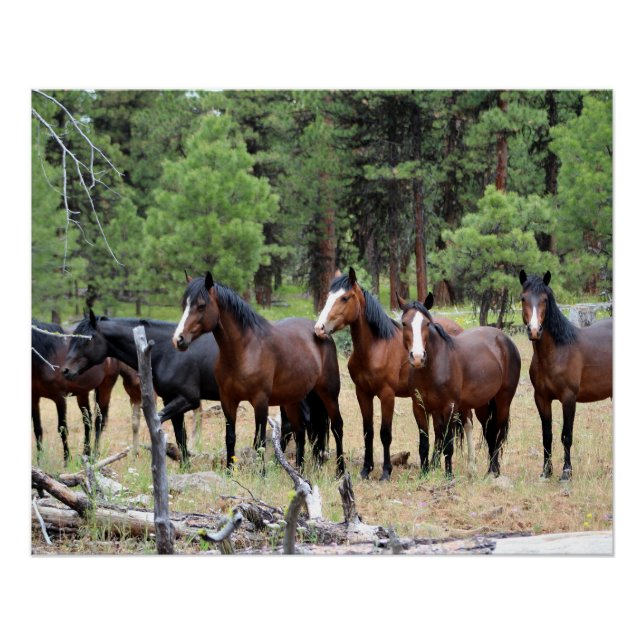 Poster Troupeau de chevaux sauvages (Devant)
