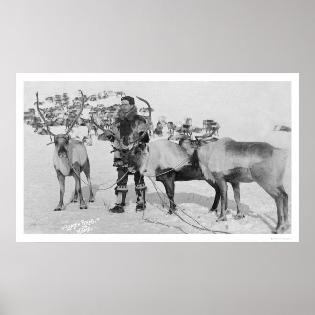 Poster Troupeau de rennes Alaska 1909 (Devant)
