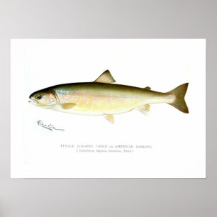 Poster Truite femelle de Sunapee