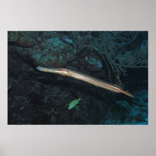 Poster Trumpetfish
