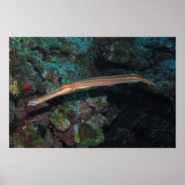 Poster Trumpetfish II (Devant)