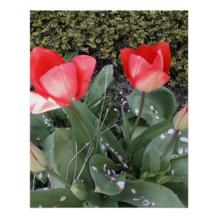 Poster Tulières de jardin