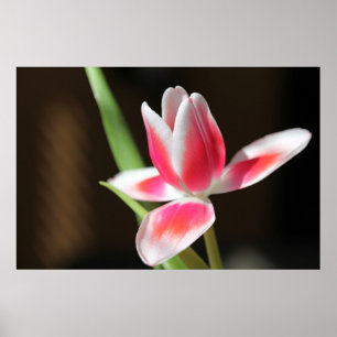 Poster Tulip
