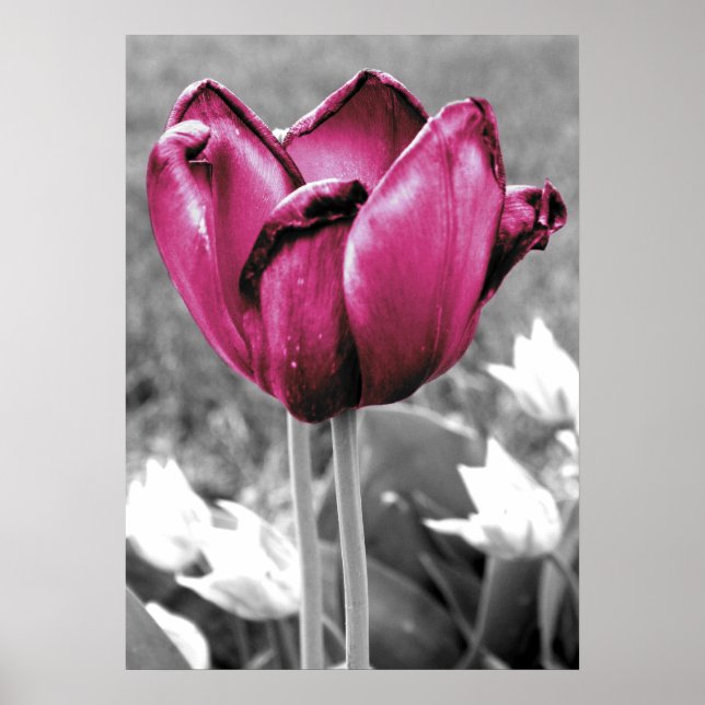 Poster Tulip (Devant)