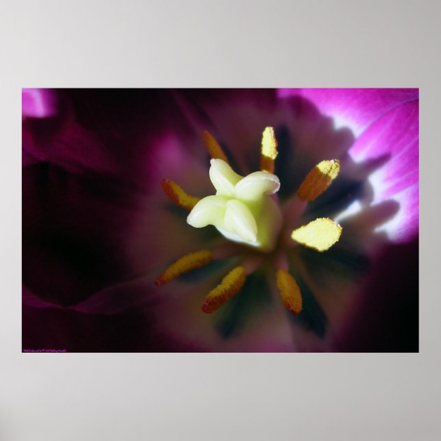 Poster Tulip (Devant)
