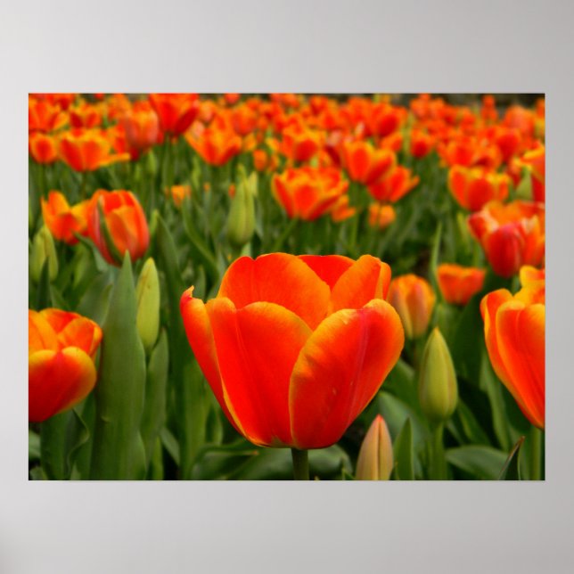Poster Tulip Delft 2 (Devant)