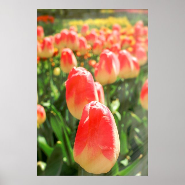 Poster Tulip Heaven (Devant)