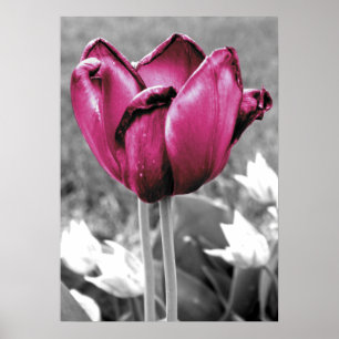 Poster Tulipe