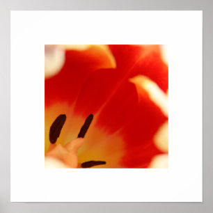Poster Tulipe