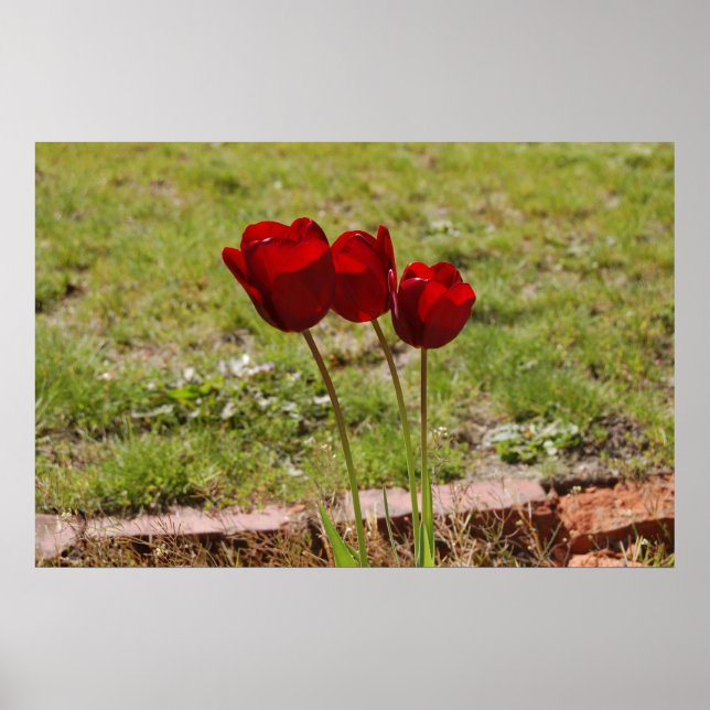 Poster tulipe99 (Devant)