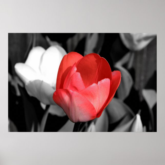 Poster Tulipe rouge (Devant)