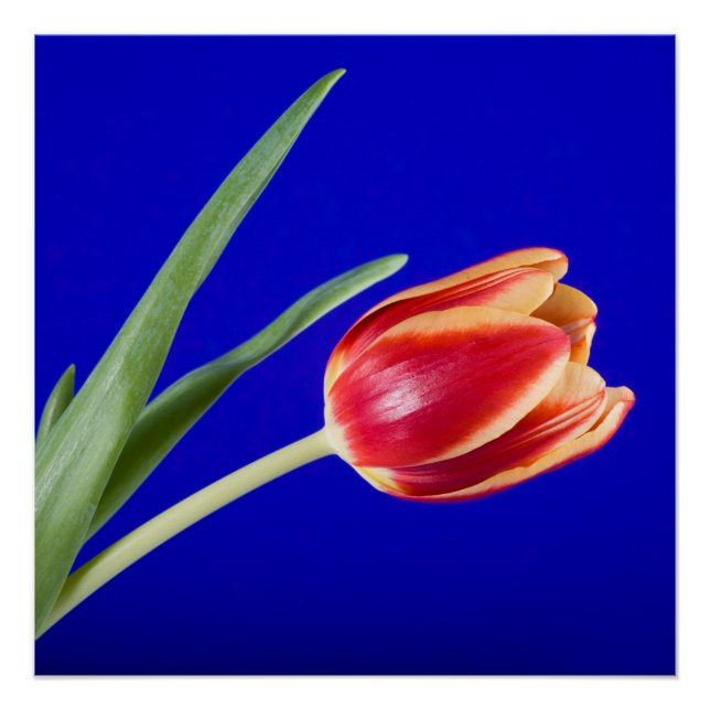 Poster Tulipe sur arrière - plan bleu (Devant)