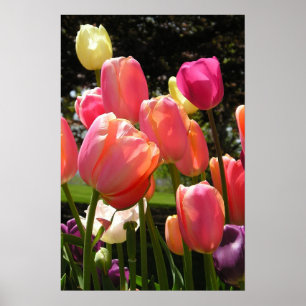 Poster tulipes