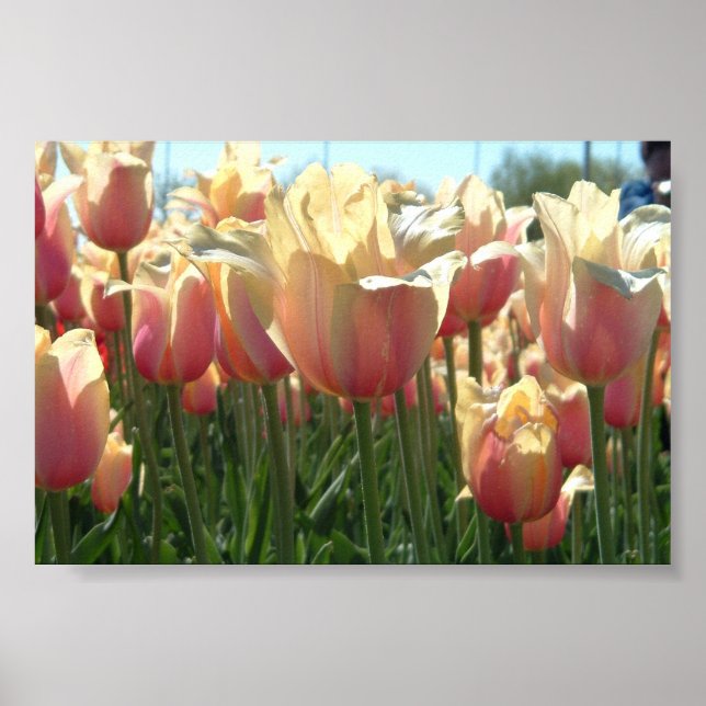 Poster Tulipes (Devant)