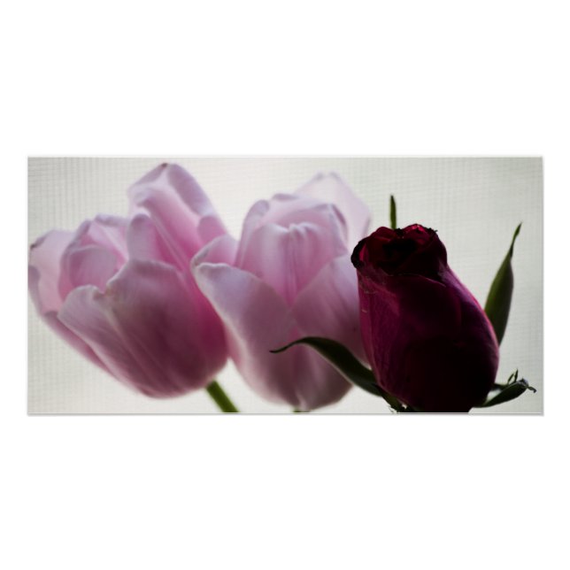 Poster Tulipes 3258 (Devant)