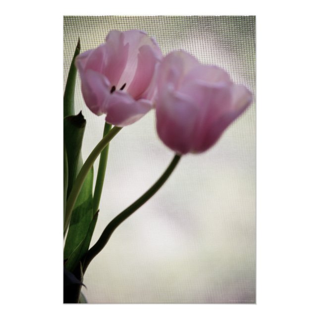 Poster Tulipes 3265 (Devant)
