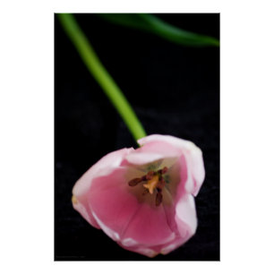 Poster Tulipes 3272