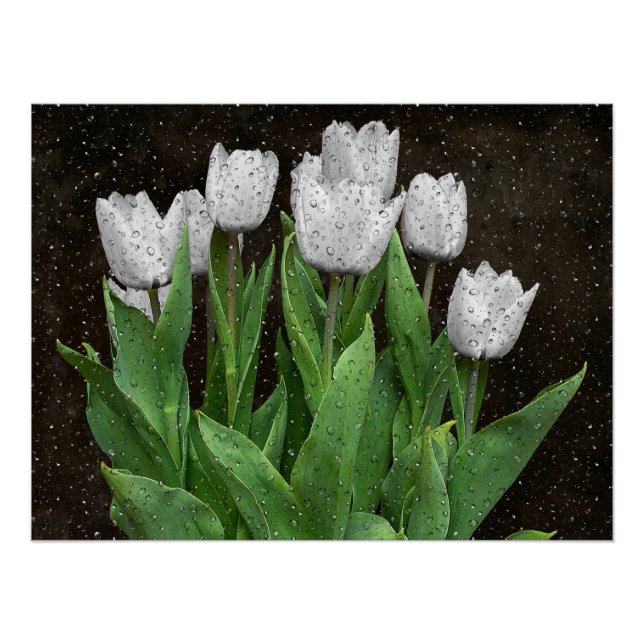 Poster Tulipes blanches avec gouttes de pluie sur verre (Devant)