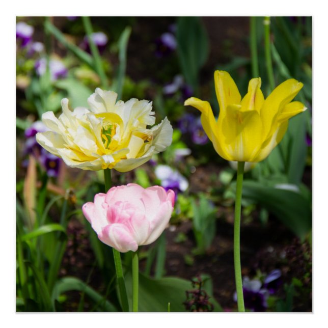 Poster Tulipes blanches, roses et jaunes dans le jardin (Devant)