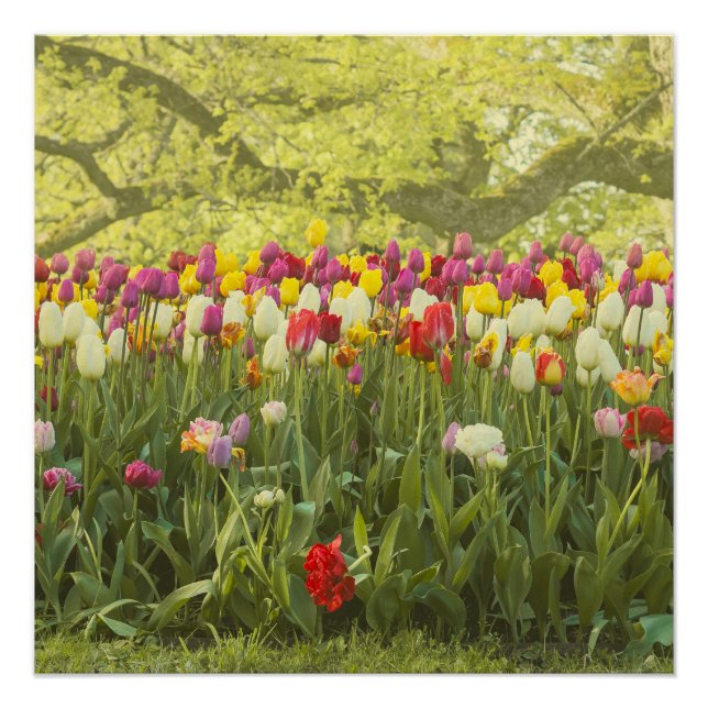 Poster Tulipes colorées dans un parc (Devant)