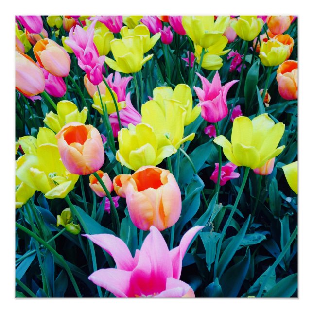 Poster Tulipes dans la ville (Devant)
