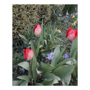 Poster Tulipes de jardin rouge