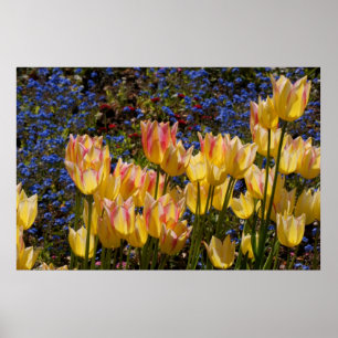 Poster Tulipes et myosotis des marais