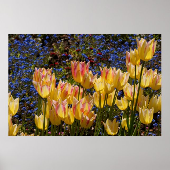 Poster Tulipes et Oubliez-moi-non (Devant)