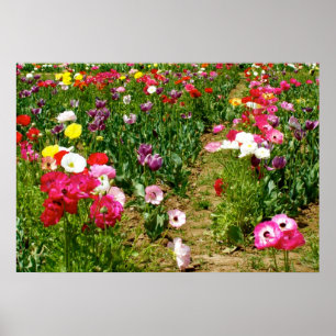 Poster Tulipes et pavots