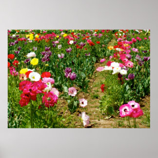 Poster Tulipes et Poppies