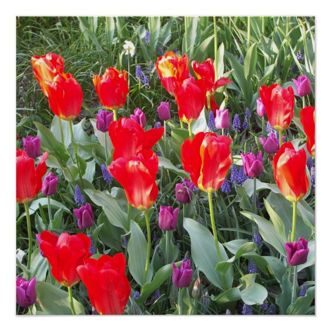 Poster Tulipes Fleurs Fleurs Fleurs Aimer Destiny Douche (Devant)