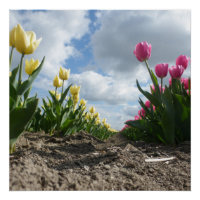 Tulipes jaunes et roses rangées avec l'affiche Cie