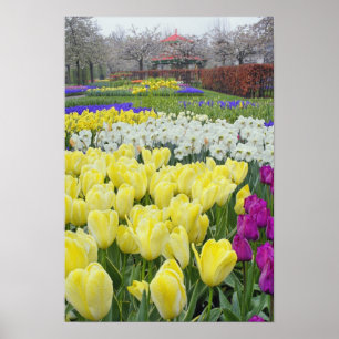 Poster Tulipes, jonquilles et fleurs d'Hyacinthe de raisi