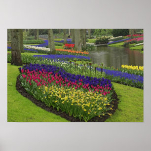 Poster Tulipes, Muscari, et jonquilles,