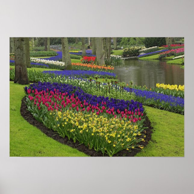 Poster Tulipes, Muscari, et jonquilles, (Devant)