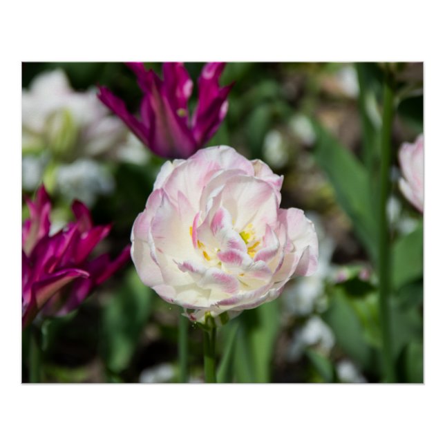 Poster Tulipes rose vif par jour ensoleillé (Devant)