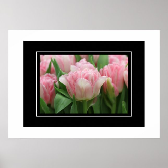 Poster Tulipes roses (Devant)