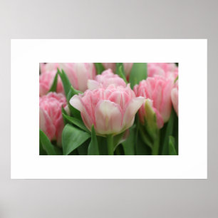 Poster Tulipes roses