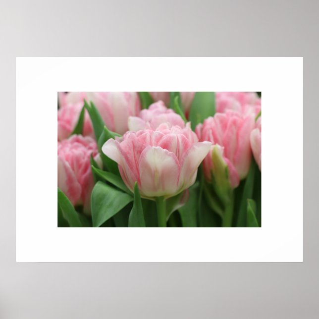 Poster Tulipes roses (Devant)