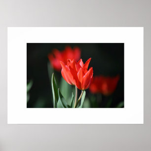 Poster Tulipes rouges