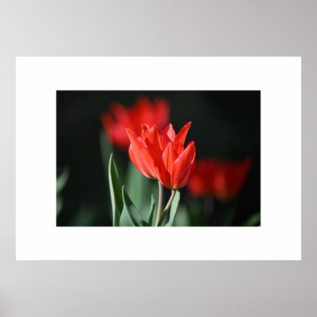 Poster Tulipes rouges (Devant)