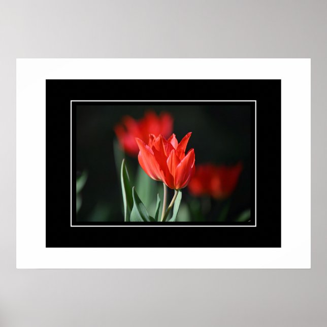 Poster Tulipes rouges (Devant)