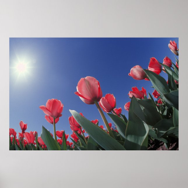 Poster Tulipes rouges sous un angle très bas, Cincinnati, (Devant)